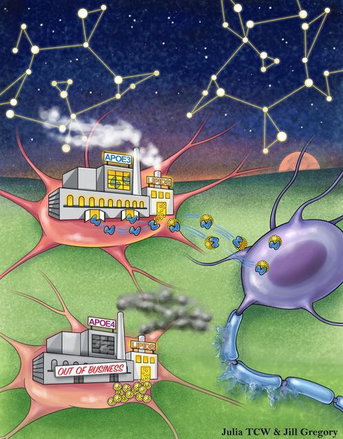APOE illustration showing APOE3 and APOE4 effects in brain cells