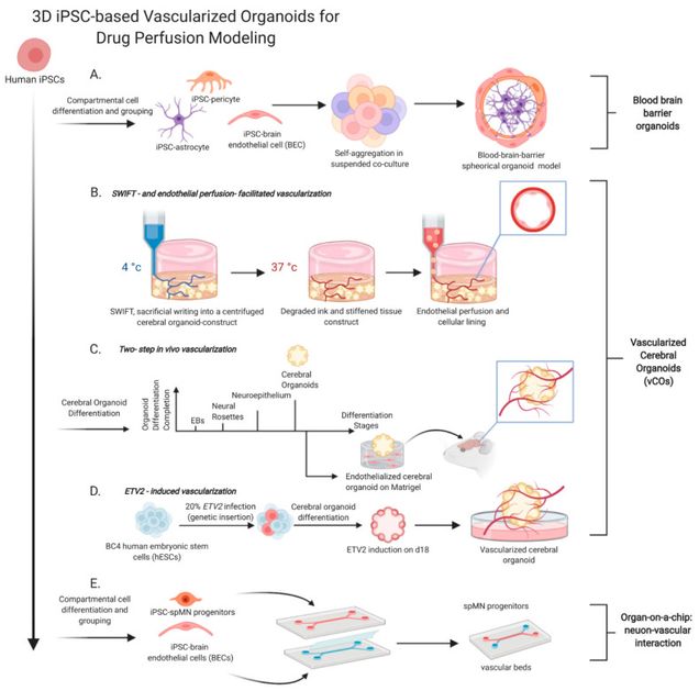 Human iPSC-based central nervous system disease modeling workflow