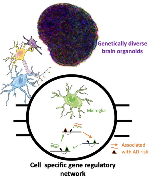 Population-wide cell-based multi-omics analysis diagram
