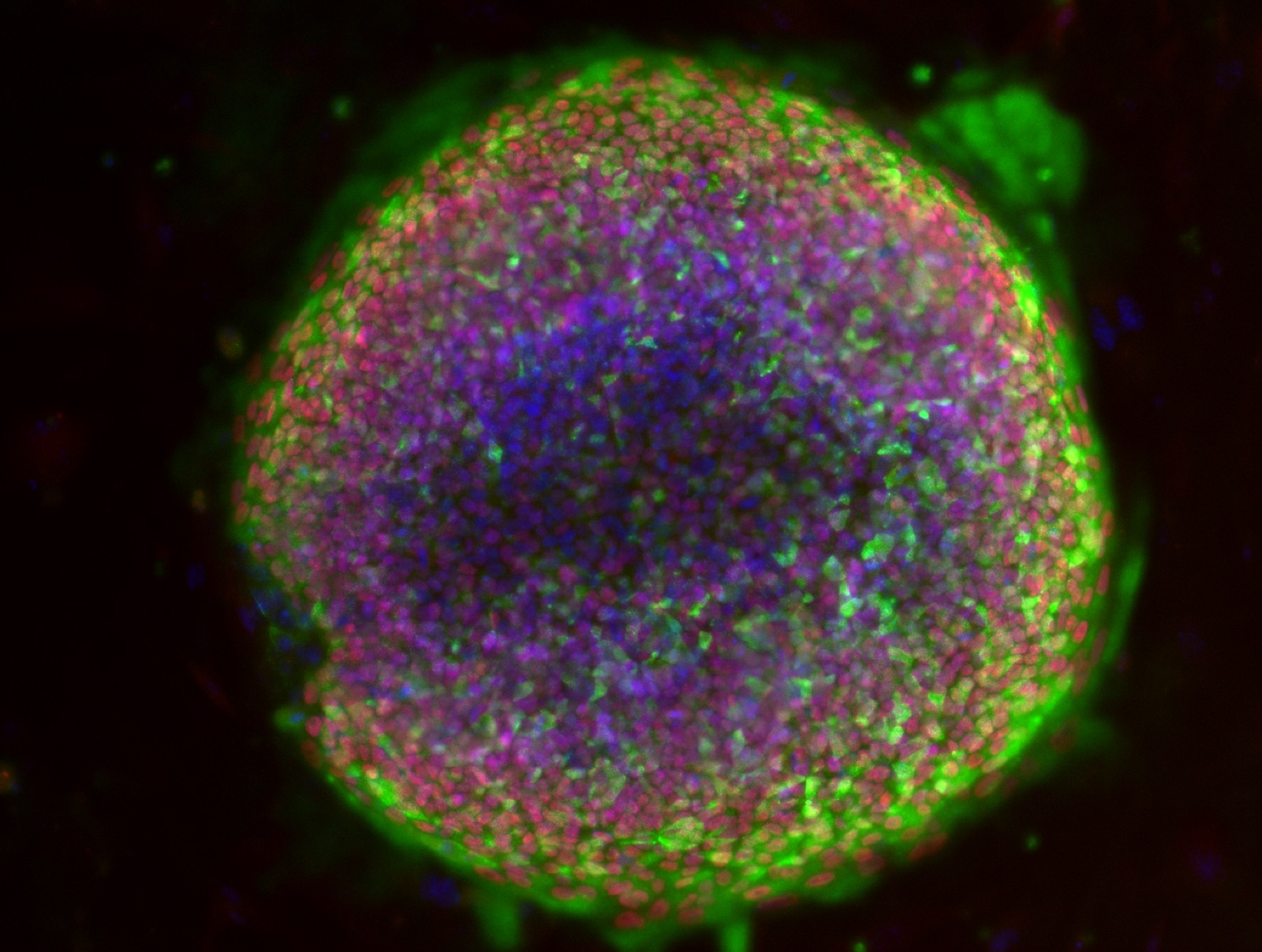 Neuronal culture image