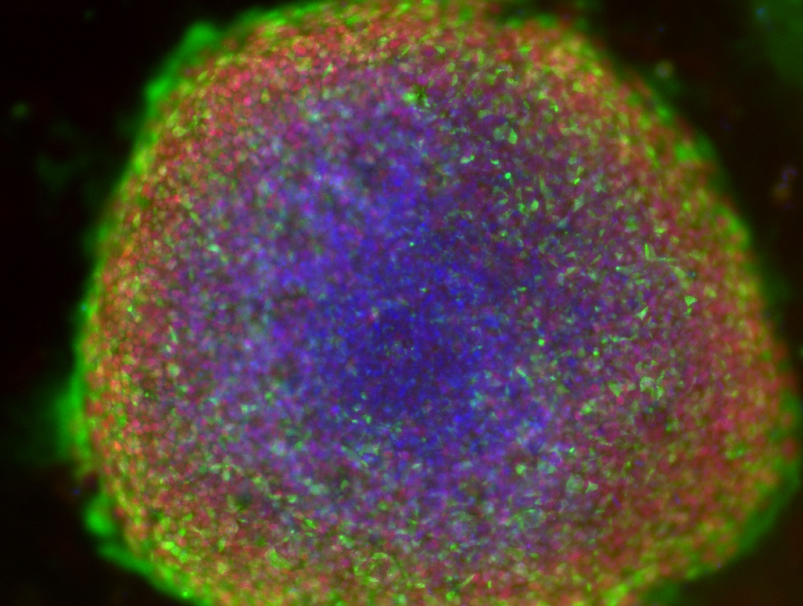Neuronal culture image