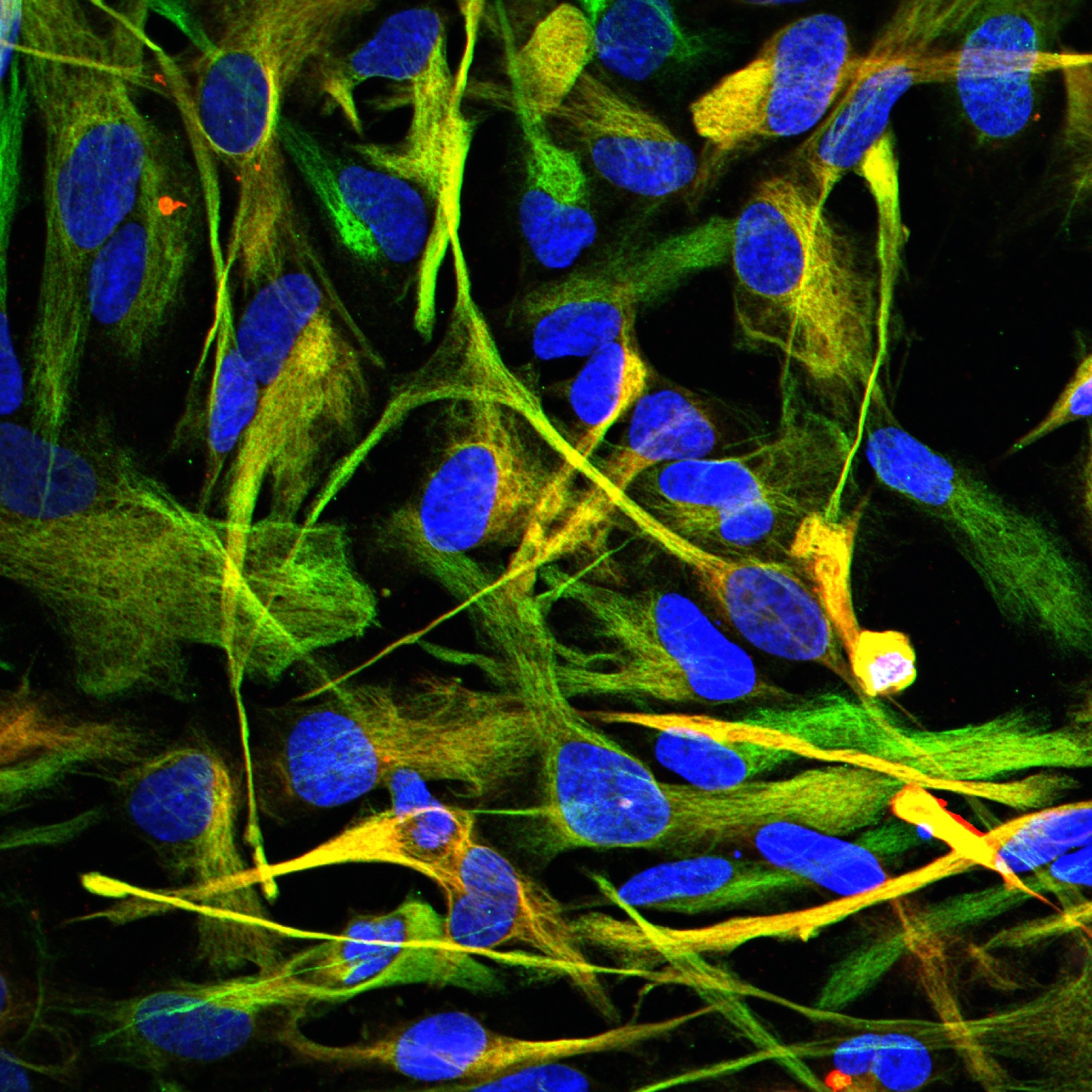 Cell culture microscopy